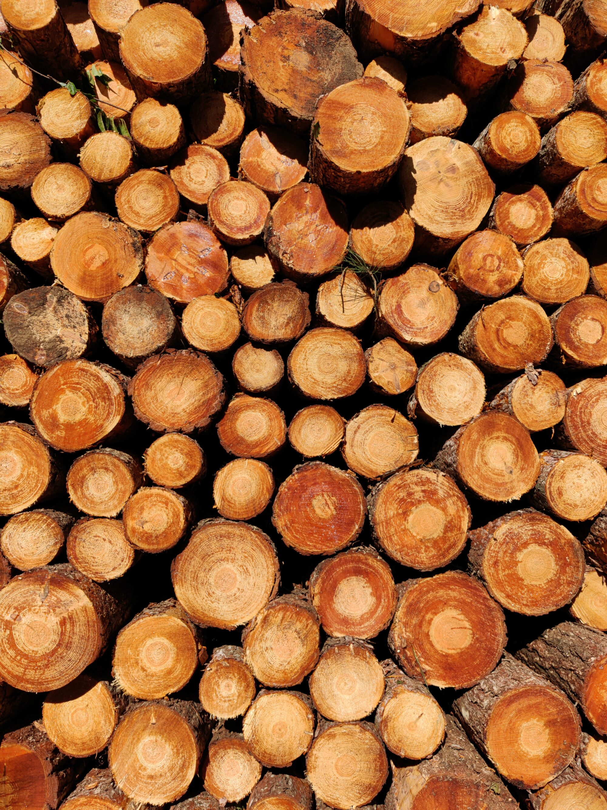 pexels-r-l-13843905 Logs